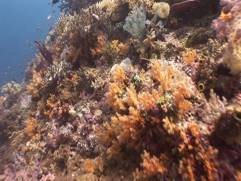 Coral Reef Video stock 98673230