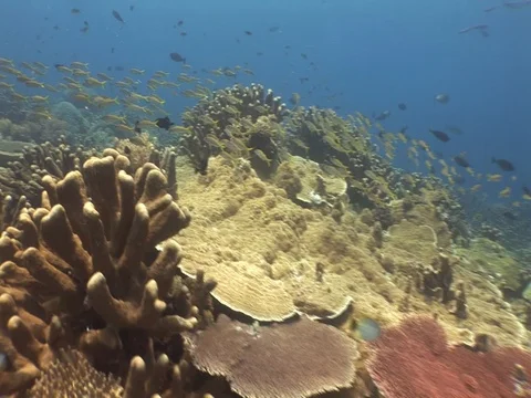 Coral Reef Video stock 98673358