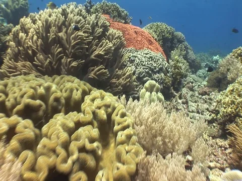 Coral Reef Stock Footage 98673372