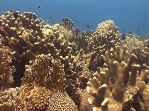Coral Reef Stock Footage 98673458