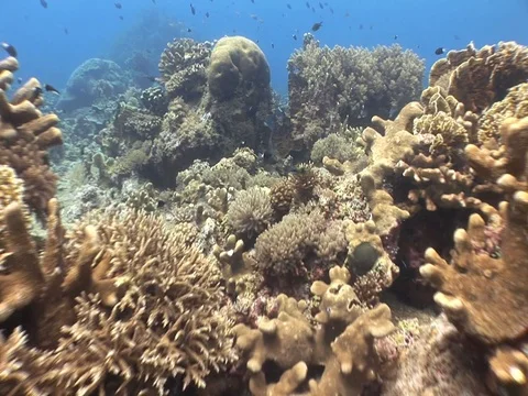 Coral Reef Stock Footage 98673469