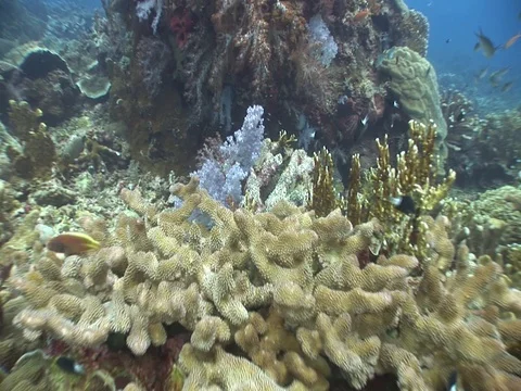 Coral Reef Stock Footage 98673618