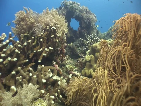 Coral Reef Stock Footage 98673654