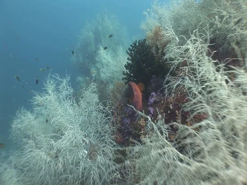 Coral Reef Stock Footage 98674727