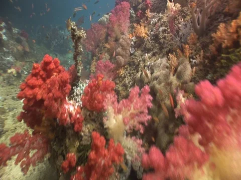 Coral Reef Stock Footage 98674759