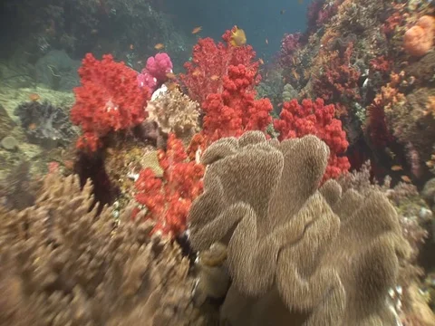 Coral Reef Stock Footage 98674805