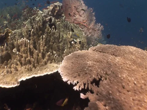 Coral Reef Stock Footage 98709956