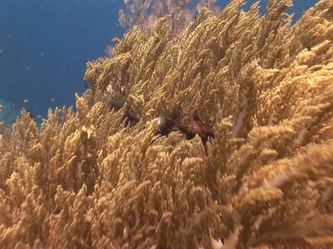 Coral Reef Stock Footage 98709960