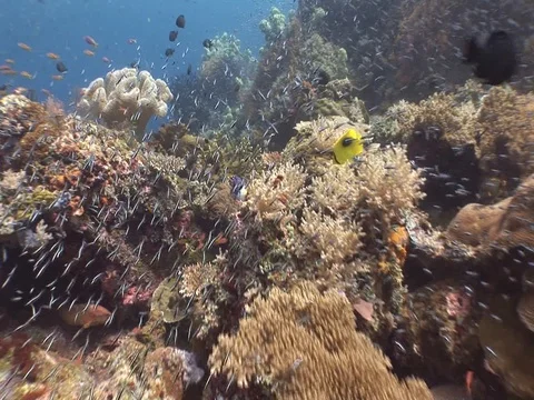 Coral Reef Video stock 98710136