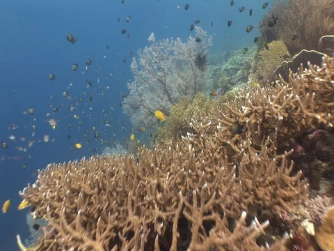 Coral Reef Stock Footage 98710169