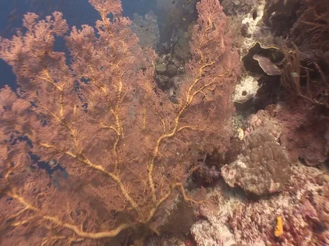 Coral Reef Stock Footage 98710195