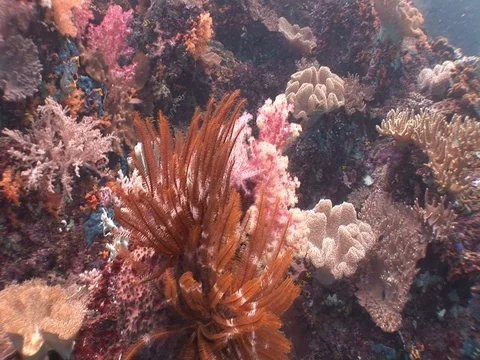 Coral Reef Stock Footage 98710334