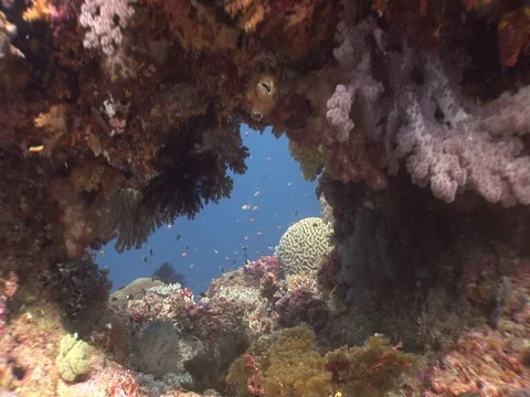 Coral Reef Stock Footage 98710339