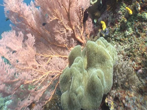 Coral Reef Stock Footage 98710345