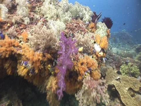 Coral Reef Stock Footage 98710437