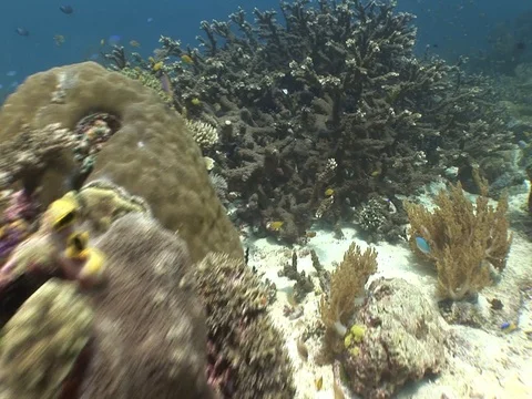 Coral Reef Stock Footage 98710516