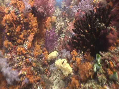 Coral Reef Stock Footage 98710567