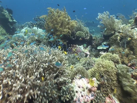 Coral Reef Stock Footage 98710702