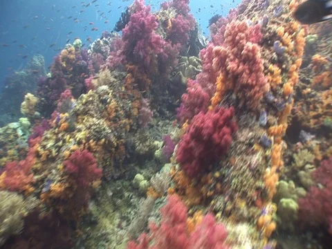 Coral Reef Stock Footage 98711040