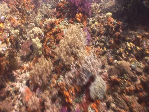 Coral Reef Stock Footage 98711096