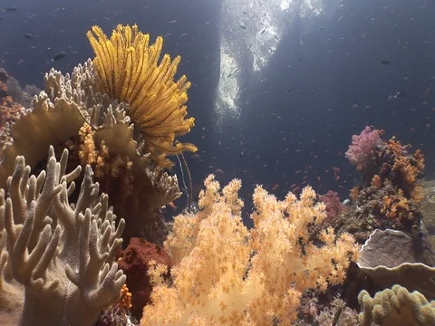 Coral Reef Stock Footage 98711125
