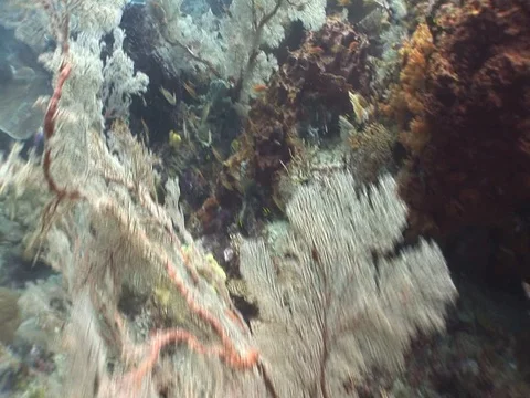 Coral Reef Stock Footage 98711302