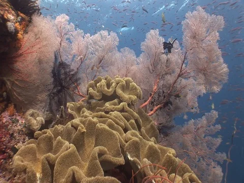 Coral Reef Stock Footage 98711318