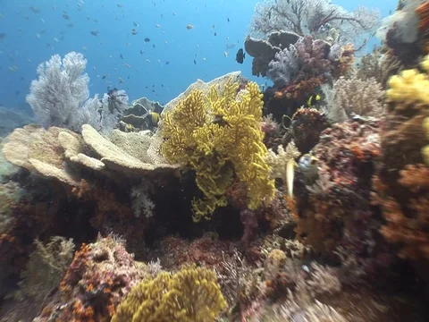 Coral Reef Stock Footage 98711331