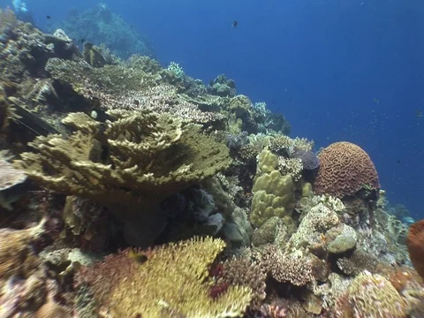 Coral Reef Stock Footage 98711371