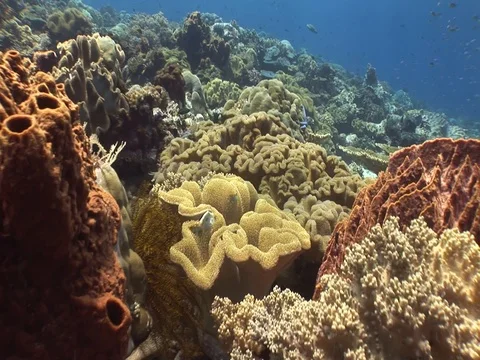Coral Reef Stock Footage 98711438