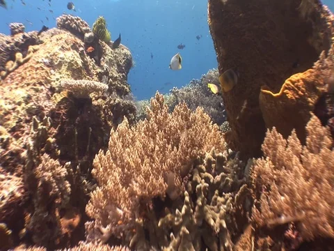 Coral Reef Stock Footage 98711940
