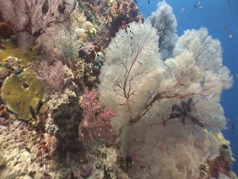Coral Reef Video stock 98712244