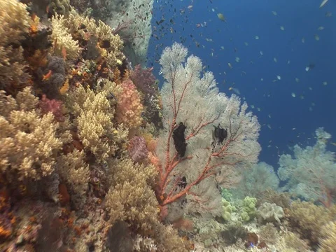 Coral Reef Stock Footage 98712286