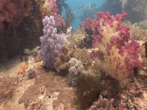 Coral Reef Stock Footage 98712320
