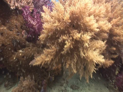 Coral Reef Stock Footage 98712454