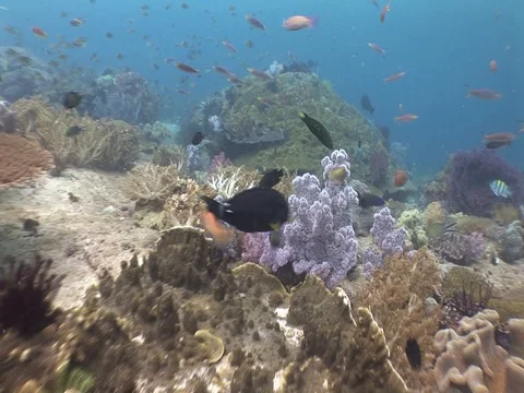 Coral Reef Stock Footage 98712509