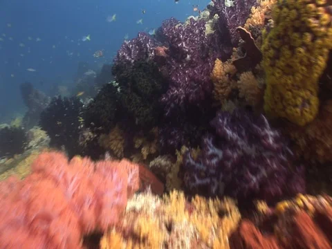 Coral Reef Stock Footage 98712585
