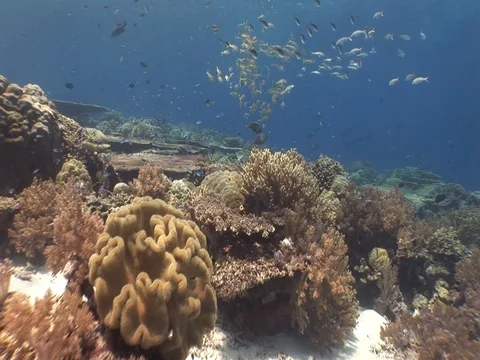 Coral Reef Stock Footage 98724434