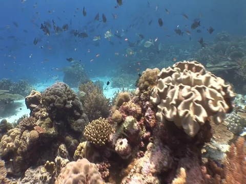 Coral Reef Stock Footage 98724439