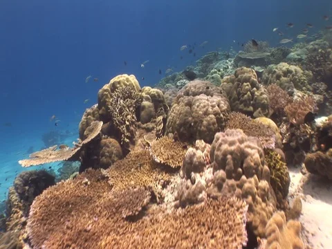 Coral Reef Stock Footage 98724445