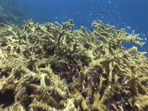 Coral Reef Stock Footage 98724460
