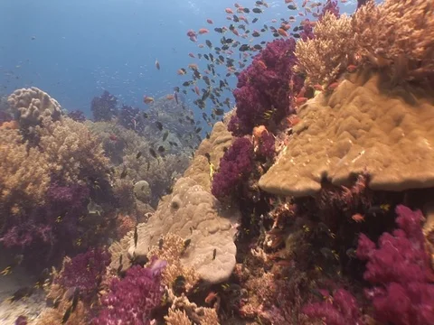 Coral Reef Stock Footage 98724580