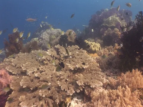 Coral Reef Stock Footage 98724628