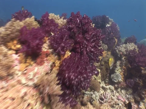 Coral Reef Stock Footage 98724698