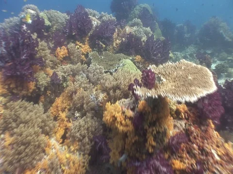 Coral Reef Stock Footage 98724699