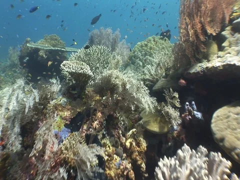 Coral Reef Stock Footage 98724756