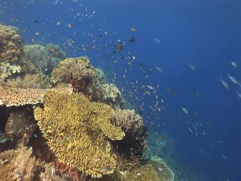 Coral Reef Stock Footage 98724801