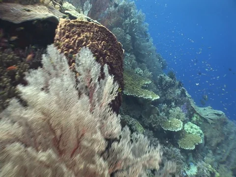 Coral Reef Stock Footage 98724835