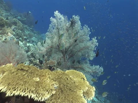 Coral Reef Video stock 98724906