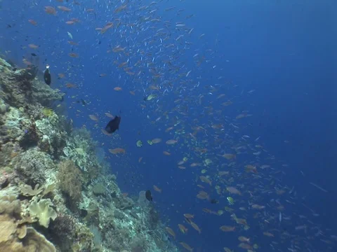 Coral Reef Stock Footage 98725009